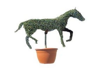 Pferd (Ligustrum delavayanum)