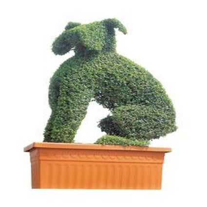 Boxer (Ligustrum delavayanum)