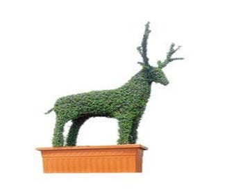 Hirsch (Ligustrum delavayanum)