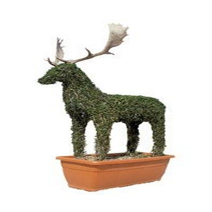 Daino (Ligustrum delavayanum)