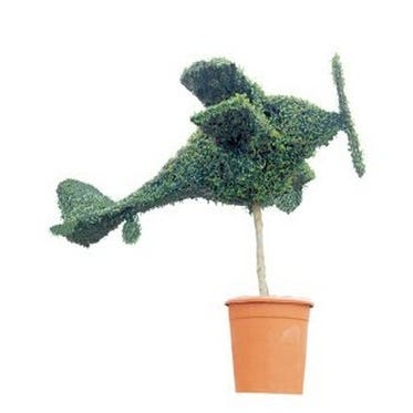 Doppeldecker (Ligustrum delavayanum)