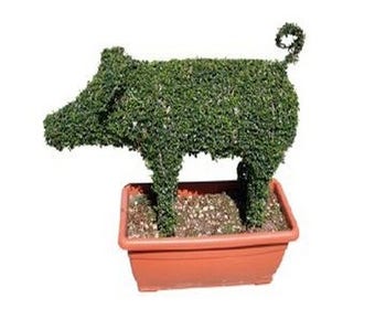 Schwein (Ligustrum delavayanum)