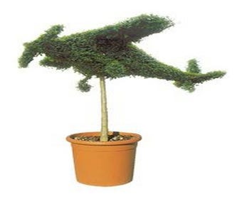Flugzeug (Ligustrum delavayanum)
