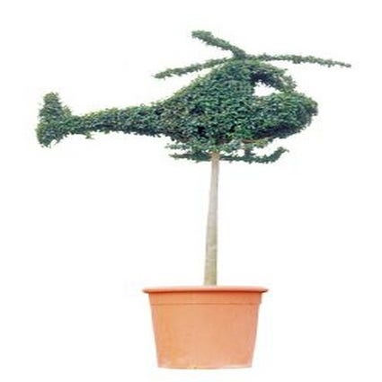 Helikopter (Ligustrum delavayanum)