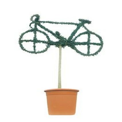 Fahrrad (Ligustrum delavayanum)