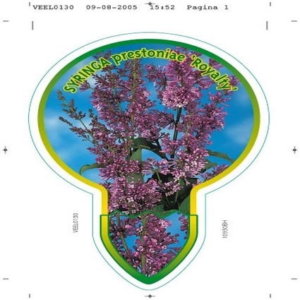 Flieder auf Stamm (Syringa 'Royalty')