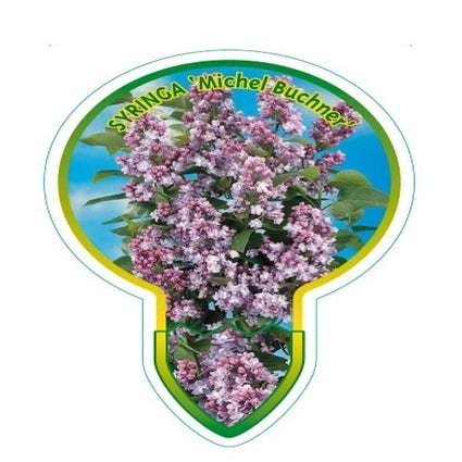 Flieder auf Stamm (Syringa 'Michel Buchner')