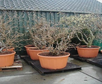 Krüppelhasel, Lambertsnuss (Corylus avellana 'Contorta' Solitair)