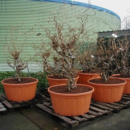 Krüppelhasel, Lambertsnuss (Corylus avellana 'Contorta' Solitair)