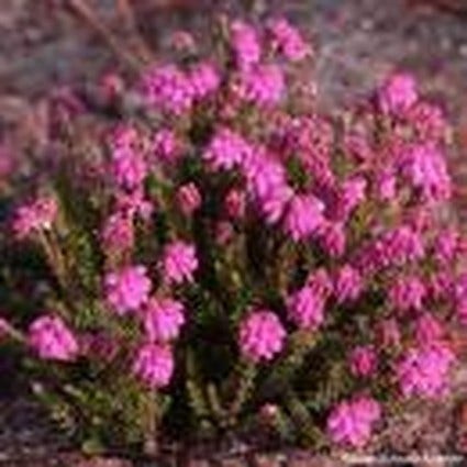 Gewöhnliche Glockenheide (Erica tetralix 'Con Underwood')