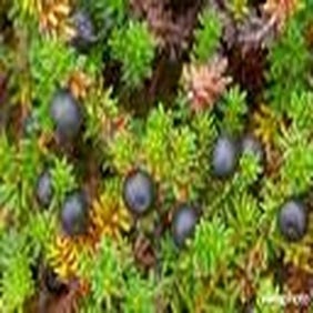 Krähheide (Empetrum nigrum)