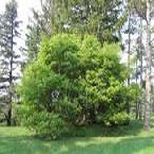 Gefiederte Ahorn (Acer cissifolium)