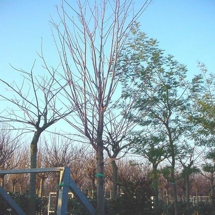 Rote Ahorn (Acer rubrum 'Scanlon')