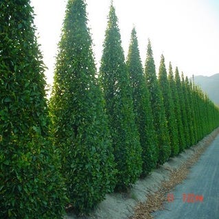 Hainbuche als Pyramide (Carpinus betulus 'Fastigiata')
