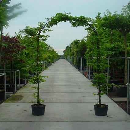 Hainbuche in Bogenform (Carpinus betulus 'Fastigiata')