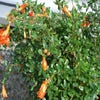 Granatapfel als Strauch (Punica granatum)