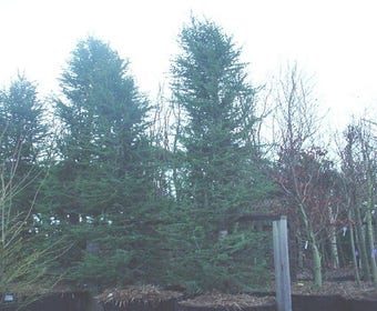 Zeder (Cedrus libani 'Glauca Fastigiata')