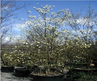Vielblütige Kornelkirsche (Cornus florida 'Cloud Nine')