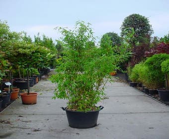 Nicht wuchernde Bambus (Fargesia murieliae 'Jumbo')