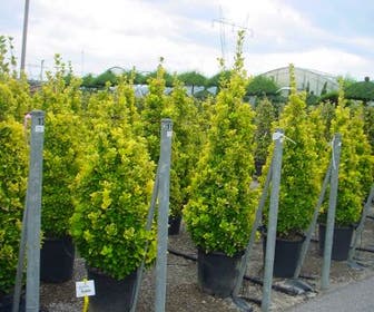 Kardinalhut (Euonymus japonicus 'Aureus')