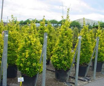 Kardinalhut (Euonymus japonicus 'Aureus')