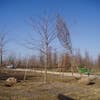 Falsche Christusdorn (Gleditsia 'Skyline')