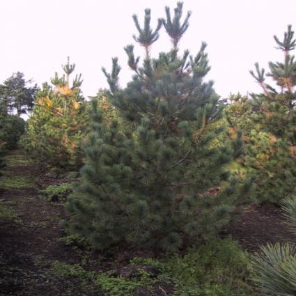 Mazedonische Kiefer (Pinus peuce)