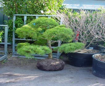Kiefernwald (Pinus sylvestris 'Norske Typ')