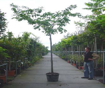 Japanische Zierkirsche (Prunus serrulata 'Shirofugen')