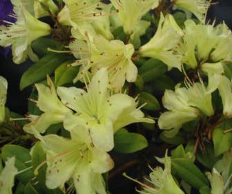 Zwerg-Rhododendron (Rhododendron 'Princess- Anne')