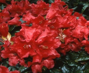 Dwergrhododendron (Rhododendron 'Baden-Baden')