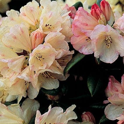 Zwerg-Rhododendron (Rhododendron 'Dusty Miller')