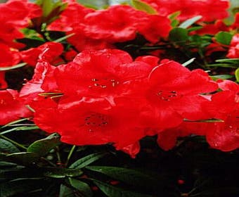 Zwerg-Rhododendron (Rhododendron 'Elizabeth')