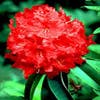 Rhododendron (Rhododendron 'Markeeta's Prize')