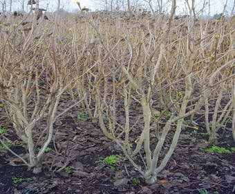 Flieder (Syringa vulgaris)