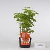 Johannisbeere (Ribes rubrum 'Rotet')