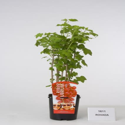 Johannisbeere (Ribes rubrum 'Rotet')