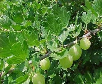 Stachelbeere (Ribes uva-crispa 'Invicta')