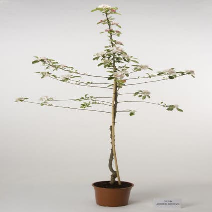 Apfelbaum (Malus domestica 'James Grieve')
