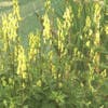 Mönchskappe (Aconitum lamarckii)