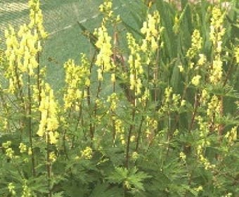 Mönchskappe (Aconitum lamarckii)