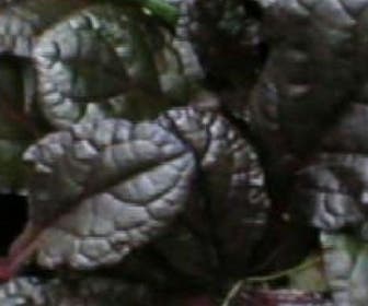 Zitronenmelisse (Ajuga reptans 'Braunherz')