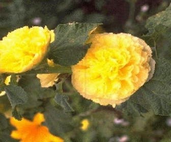 Stockrose (Alcea rosea 'Charters Double Gelb')