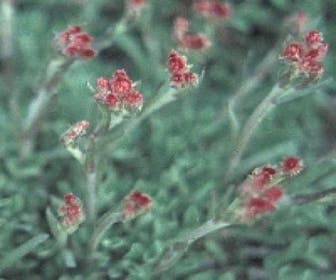 Rosenkranz (Antennaria dioica 'Rubra')