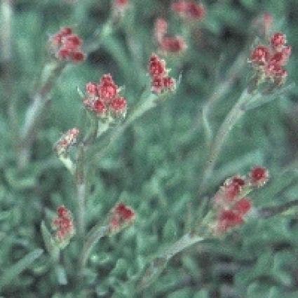 Rosenkranz (Antennaria dioica 'Rubra')