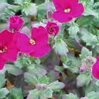 Blaukissen (Aubrieta 'Bressingham Red')