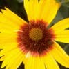 Kokardenblume (Gaillardia 'Bremen')