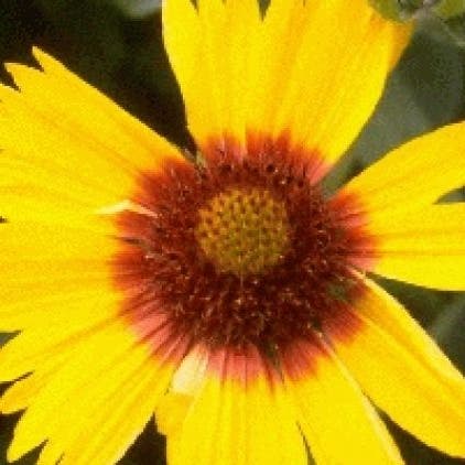 Kokardenblume (Gaillardia 'Bremen')