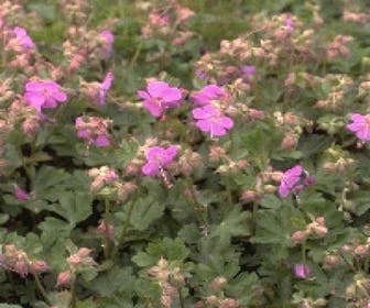 Storchschnabel (Geranium cantabrigiense 'Karmina')