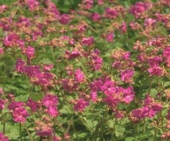Storchschnabel (Geranium macrorrhizum 'Bevan's Variety')